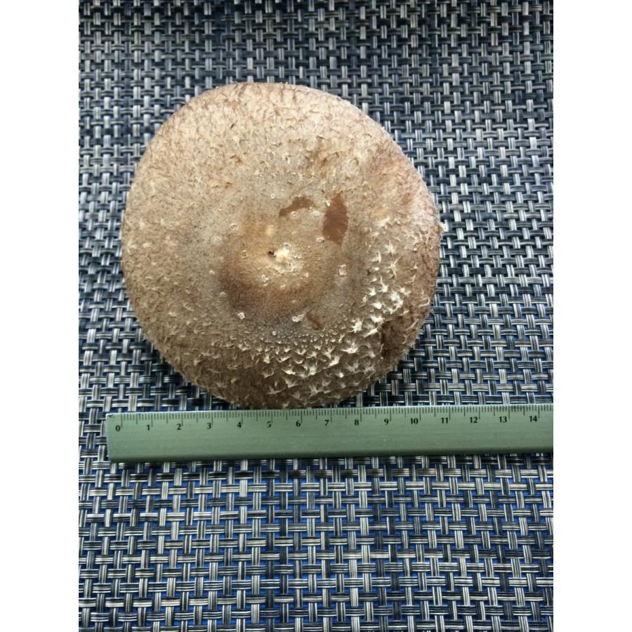 阿波の天恵こ　２入り小パック |  | 01