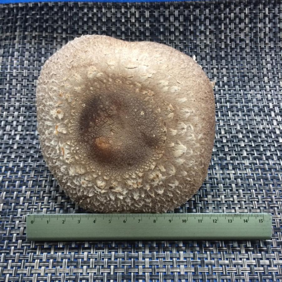 阿波の天恵こ　2〜3入り　大パック |  | 01