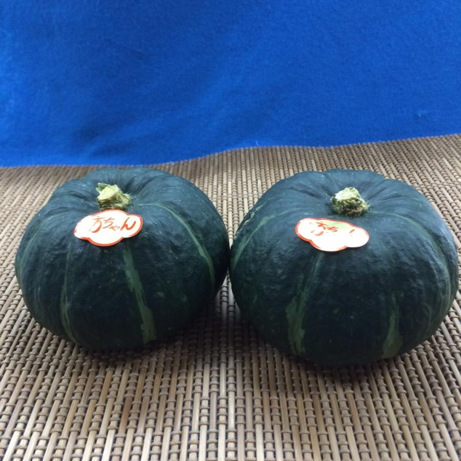 坊ちゃん南瓜  　１ヶ | 