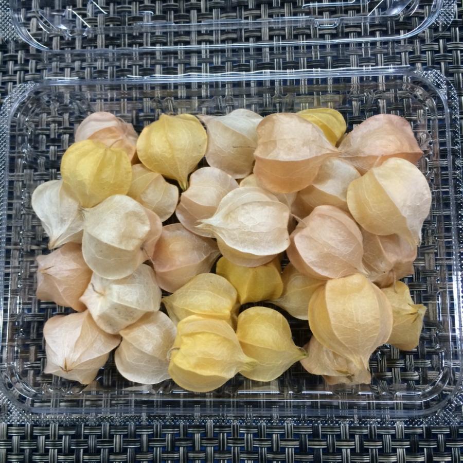 食用ほおずき小粒　国産１ｐｃ　 |  | 01