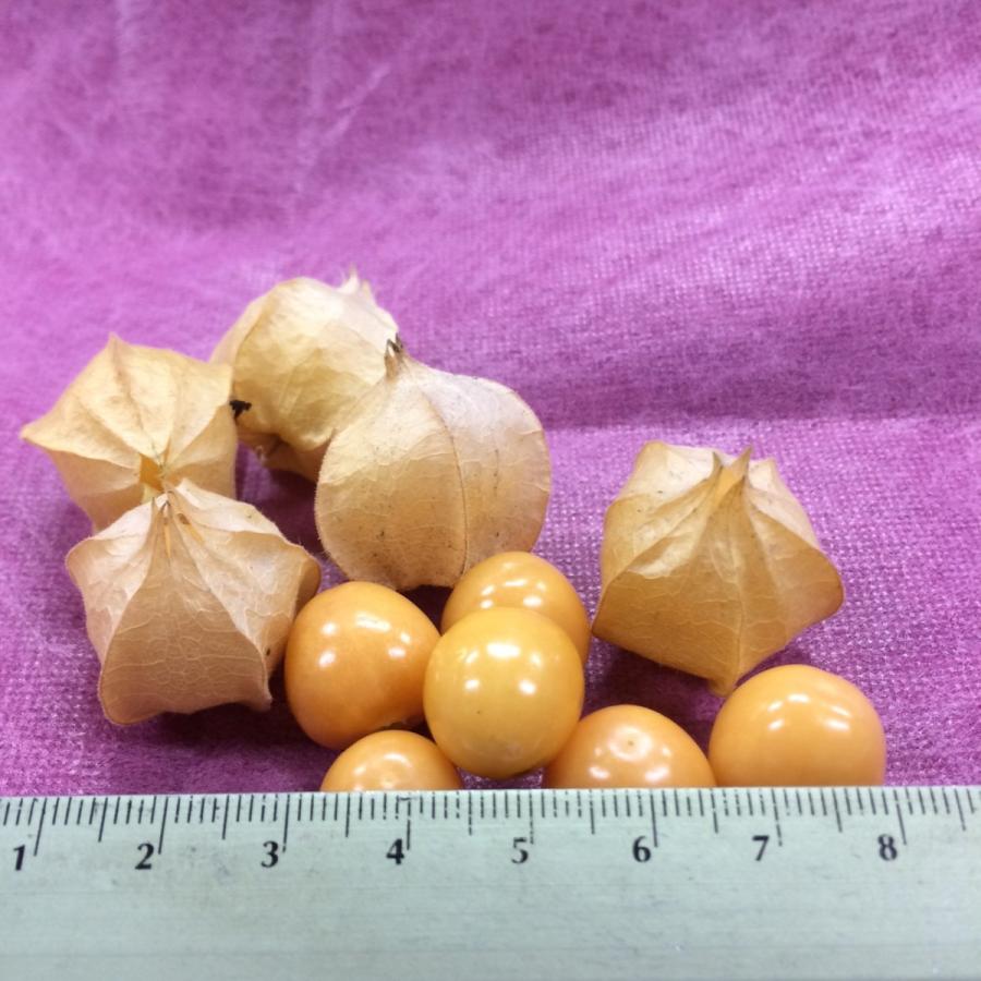 食用ほおずき小粒　国産１ｐｃ　 |  | 02