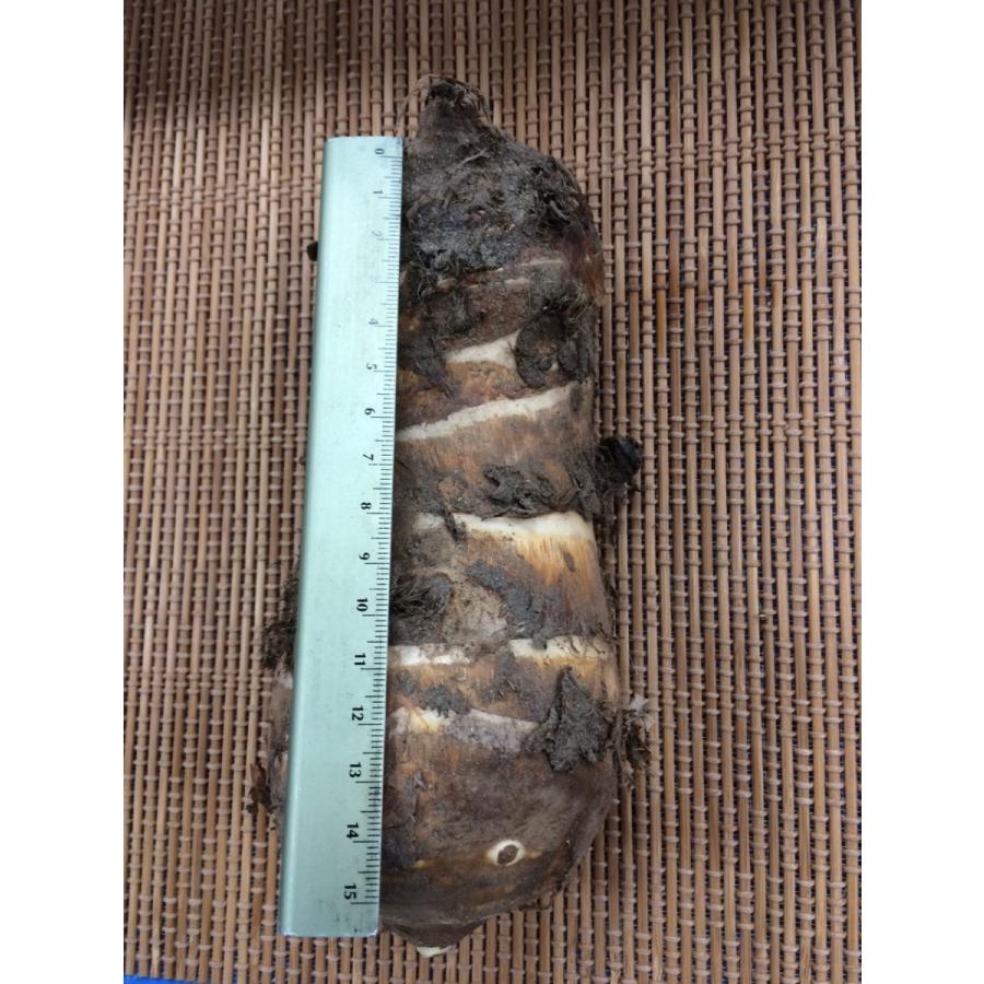 海老芋　３L　１ケース |  | 01