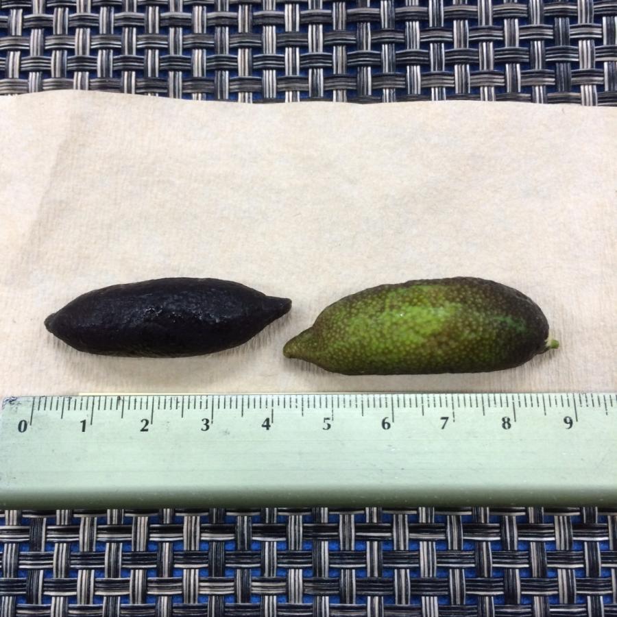 フィンガーライム　１ｐｃ　アメリカ産 |  | 01