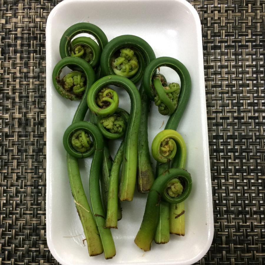 肥後こごみ（がんそく）１ｐｃ |  | 01