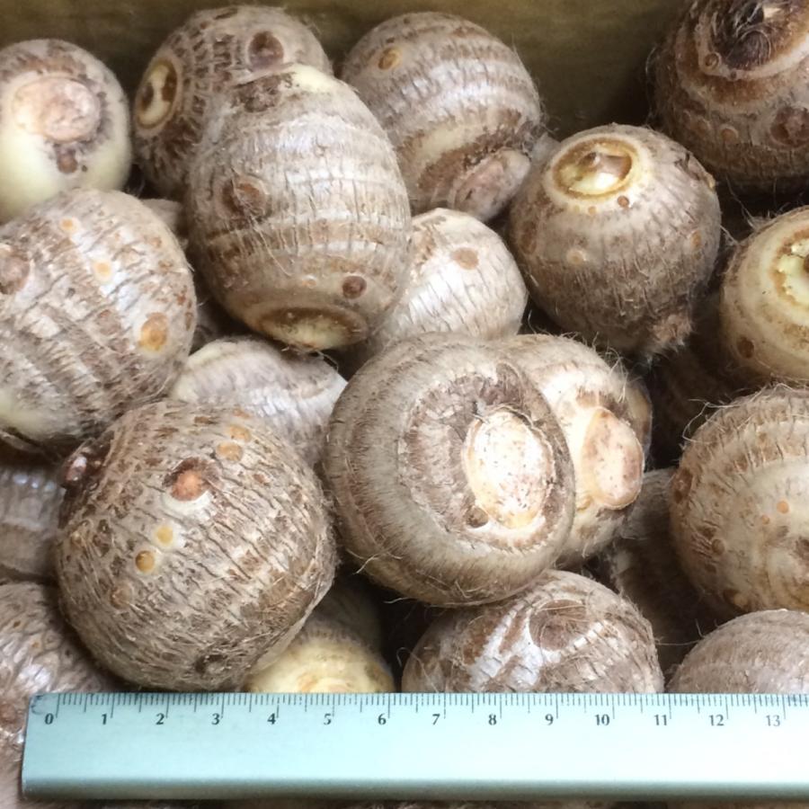 さといも　京都網野産　M　１ケース |  | 01