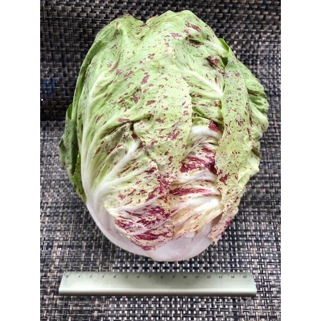 カステルフランコ : G-five - 通販 - Yahoo!ショッピング