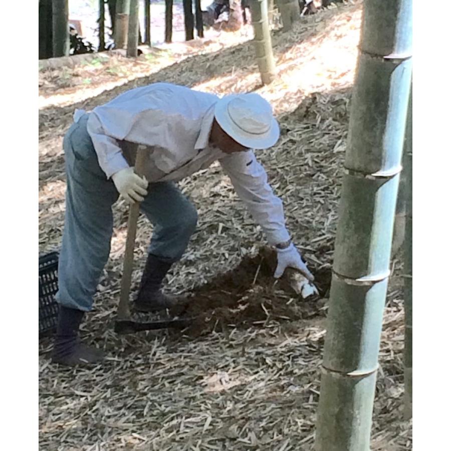 京都大原野・塚原・長岡京産 たけのこ L 2kg : G-five - 通販