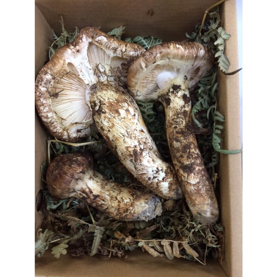 松茸 和歌山県産 : G-five - 通販 - Yahoo!ショッピング