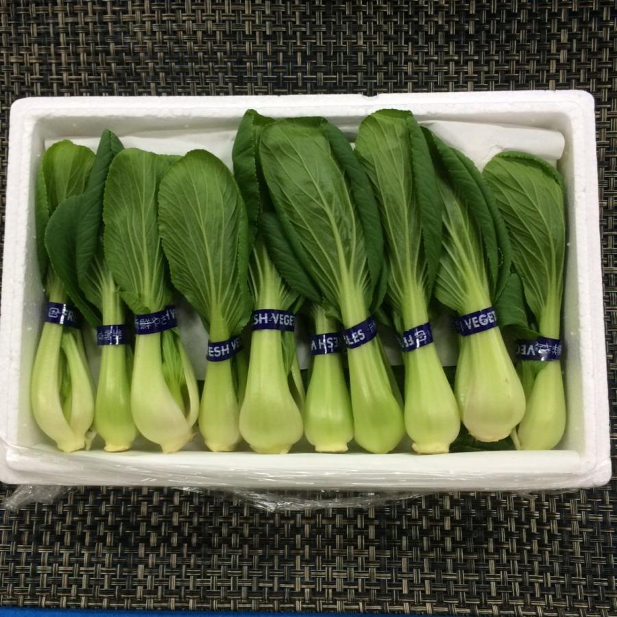 ミニ青梗菜 : G-five - 通販 - Yahoo!ショッピング