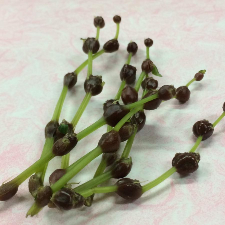 みずの実 １ｐｃ Mizunomi G Five 通販 Yahoo ショッピング