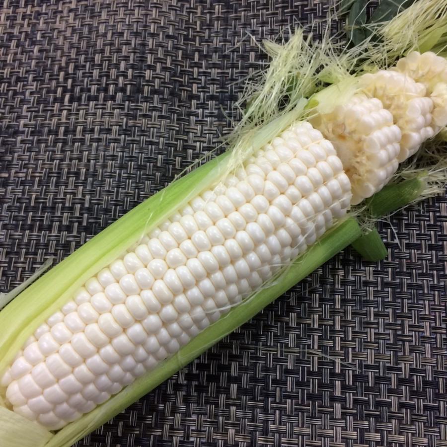 ホワイトスイートコーン　１本 | 
