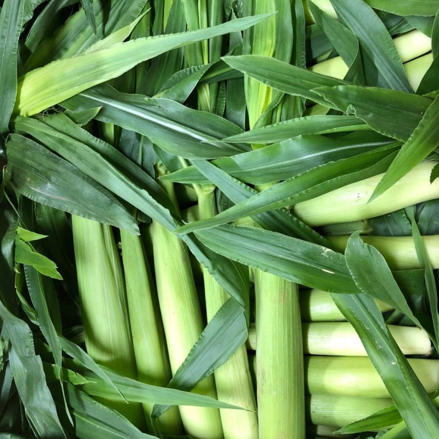 皮付きヤングコーン　国産　50本入り　 | 