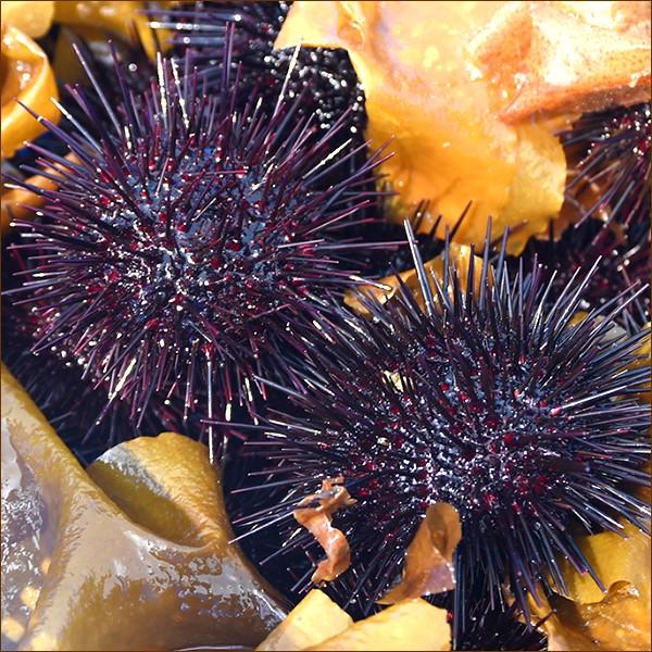 父の日 プレゼント 北海道産 ウニ 生ウニ ムラサキウニ 300g 100g 3p 塩水ウニ 塩水ウニ ウニ丼 海鮮丼 ギフト 贈り物 贈答 北海道 グルメ お取り寄せ Aqq Hn Murasakiuni N 100g 3p 北のデリシャス 通販 Yahoo ショッピング