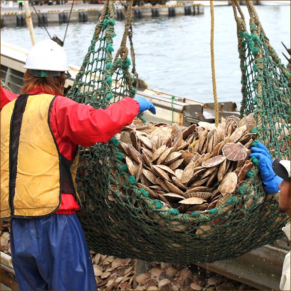 北海道産 ホタテ貝柱 1kg (玉冷/冷凍) ホタテ 帆立 貝柱 生食用 刺身用 冬ギフト ギフト 贈り物 贈答 北海道 グルメ 送料無料 お取り寄せ｜g-hokkaido｜08