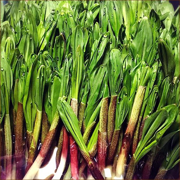 出荷中】北海道産 山菜 行者にんにく 5kg (食用) 天然 希少 品薄 出荷中】北海道産 山菜 行者にんにく 5kg (食用) 天然 希少 品薄