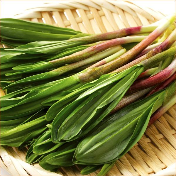 出荷中】北海道産 山菜 行者にんにく 5kg (食用) 天然 希少 品薄 出荷中】北海道産 山菜 行者にんにく 5kg (食用) 天然 希少 品薄