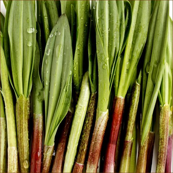 出荷中】北海道産 山菜 行者にんにく 5kg (食用) 天然 希少 品薄 出荷中】北海道産 山菜 行者にんにく 5kg (食用) 天然 希少 品薄