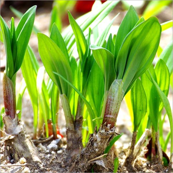 出荷中】北海道産 山菜 行者にんにく 5kg (食用) 天然 希少 品薄 出荷中】北海道産 山菜 行者にんにく 5kg (食用) 天然 希少 品薄