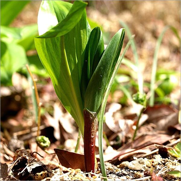 【順次出荷中】北海道産 山菜 行者にんにく 1kg (食用) 天然 行者ニンニク ギョウジャニンニク キトビロ 自宅用 人気 北海道 グルメ 送料無料 お取り寄せ｜g-hokkaido｜07