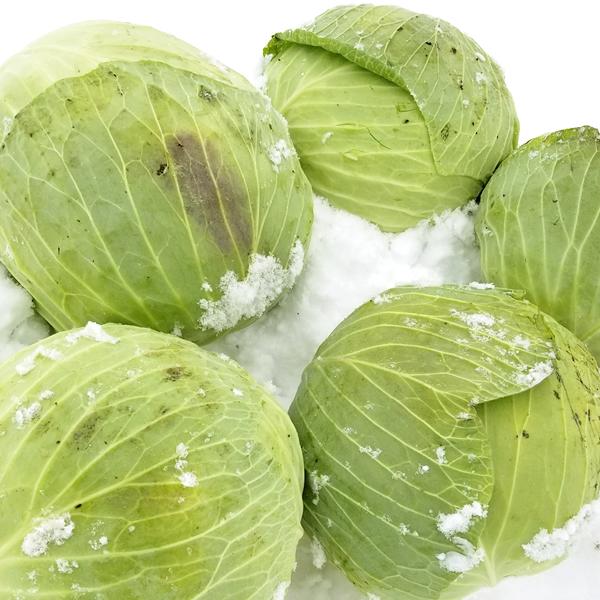 【予約】北海道 和寒町産 キャベツ 10kg (JA共撰/3玉〜6玉入り/越冬後) わっさむ 雪の下キャベツ 冬キャベツ 越冬野菜 ギフト 北海道 グルメ お取り寄せ | ブランド登録なし | 08