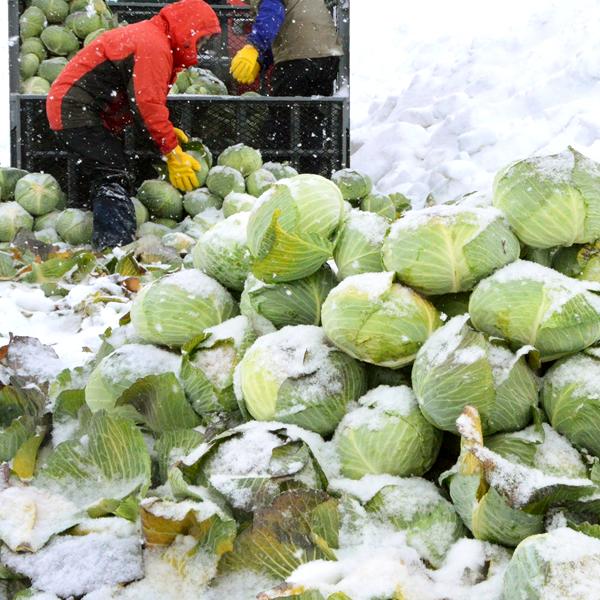 【予約】北海道 和寒町産 キャベツ 5kg (JA共撰/2玉〜3玉入り/越冬前) わっさむ 雪の下キャベツ 冬キャベツ 冬野菜 ギフト 北海道 グルメ お取り寄せ | ブランド登録なし | 09