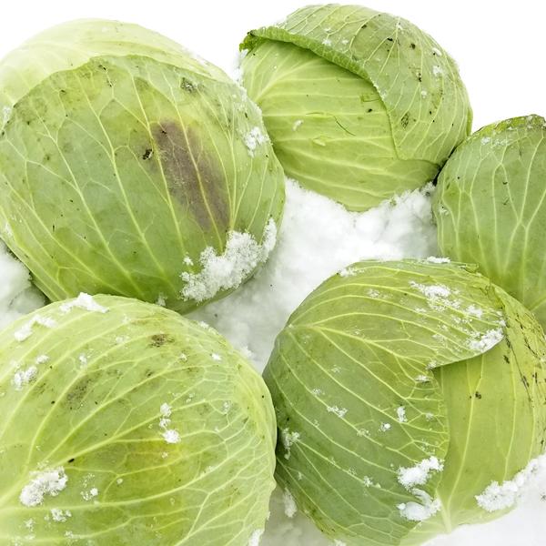 【予約】北海道 和寒町産 キャベツ 5kg (JA共撰/2玉〜3玉入り/越冬前) わっさむ 雪の下キャベツ 冬キャベツ 冬野菜 ギフト 北海道 グルメ お取り寄せ | ブランド登録なし | 08