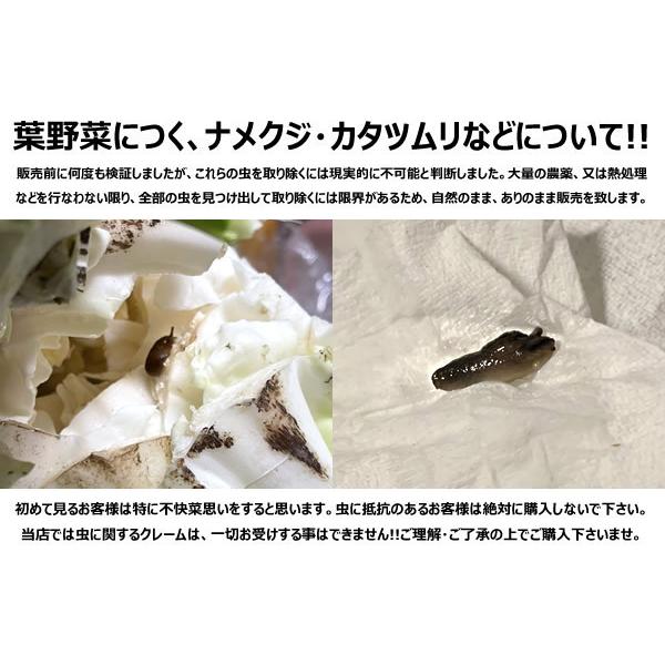 【予約】北海道 和寒町産 キャベツ 5kg (JA共撰/2玉〜3玉入り/越冬前) わっさむ 雪の下キャベツ 冬キャベツ 冬野菜 ギフト 北海道 グルメ お取り寄せ | ブランド登録なし | 10
