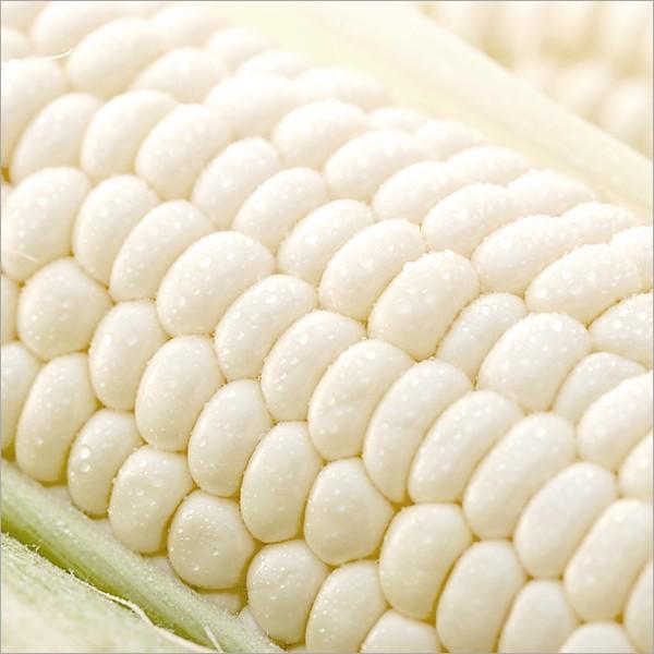 販売終了】北海道産 とうもろこし ホワイトショコラ 6本入り (冷蔵便