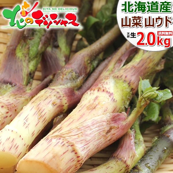 北海道産　山ウド　10㌔ 予約】北海道産 山菜 山ウド 2kg (食用) 天然 春うど うど ウド 独活