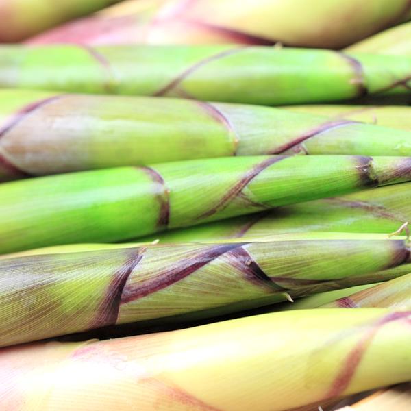 食品 mーa様用 月山筍2箱分 蕨3キロセット 2026年 無農薬野菜 山菜