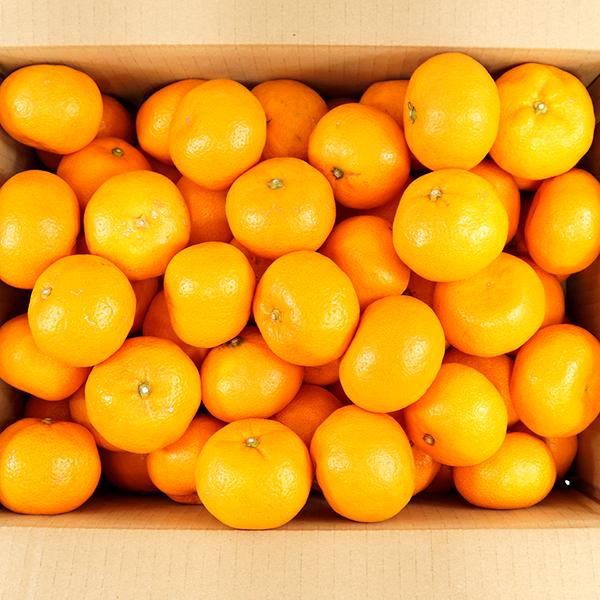 予約】産地厳選 国産 みかん 温州みかん 10kg (秀品/S-2L/常温便 予約】産地厳選 国産 みかん 温州みかん 10kg (秀品/S-2L/常温便