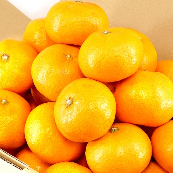 予約】産地厳選 国産 みかん 温州みかん 10kg (秀品/S-2L/常温便 予約】産地厳選 国産 みかん 温州みかん 10kg (秀品/S-2L/常温便