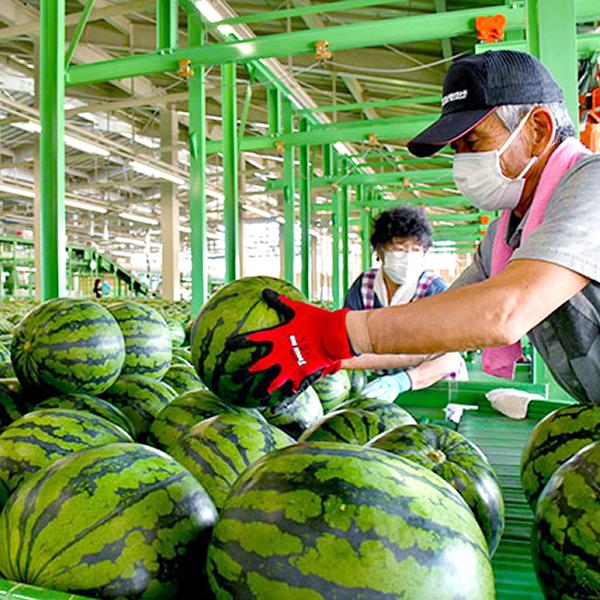 【予約】山形県産 ご家庭用 尾花沢すいか 2玉 (1玉 約5kg) わけあり 訳あり 尾花沢 夏スイカ 生産量日本一 西瓜 大玉 自宅用 果物 送料無料 お取り寄せ｜g-hokkaido｜05