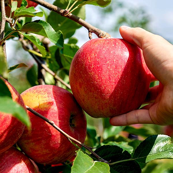 青森県産りんご紅玉3キロ家庭用