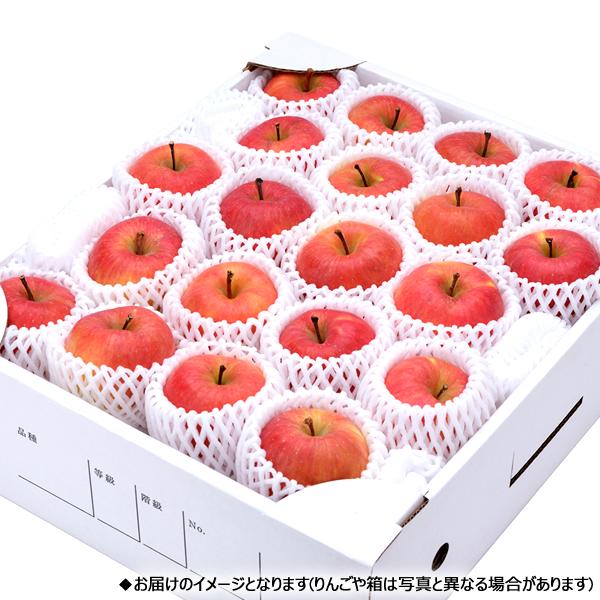 予約】山形県産 りんご 高徳 4.5kg (秀品/15玉〜30玉入り) 2026 旬 蜜