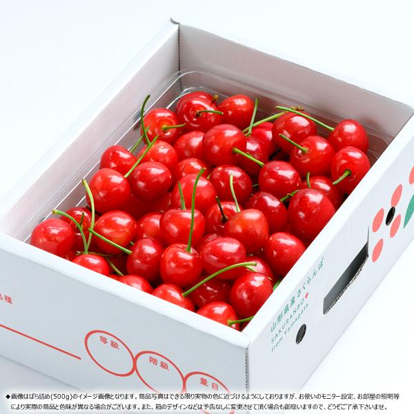 予約商品 さくらんぼ 送料無料 ギフト 山形 佐藤錦500gバラ 予約商品 さくらんぼ 送料無料 ギフト 山形 佐藤錦500gバラ
