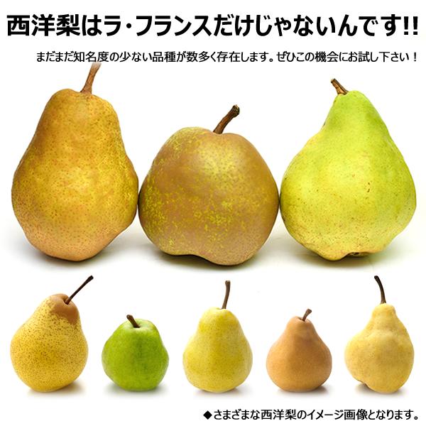 【予約】山形県産 西洋梨 シルバーベル 5kg (秀品/7玉〜16玉入り) 西洋梨 洋梨 ギフト 贈り物 プレゼント のし 果物 フルーツ 山形県 お取り寄せ｜g-hokkaido｜02