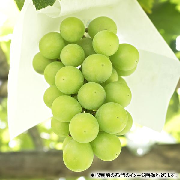 予約】山形県産 ぶどう ご家庭用 シャインマスカット 2kg (3〜5 予約】山形県産 ぶどう ご家庭用 シャインマスカット 2kg (3〜5