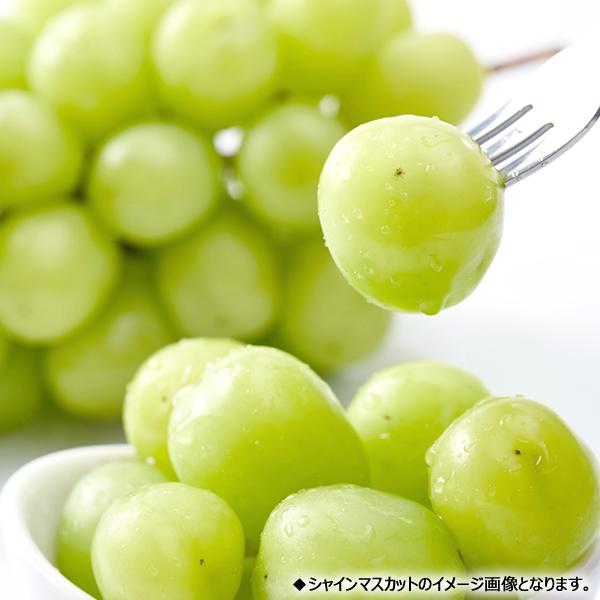 予約】 山形県産 ぶどう ご家庭用 シャインマスカット 5kg (6