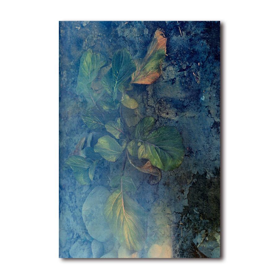 植物、多摩川中流域、冬』 横田大輔 写真集 : 銀座 蔦屋書店 - 通販