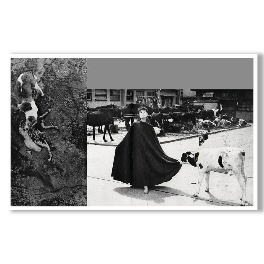遊戯(Homo Ludens)』by 深瀬昌久(Masahisa Fukase) 写真集 遊戯(Homo Ludens)』by 深瀬昌久(Masahisa Fukase) 写真集