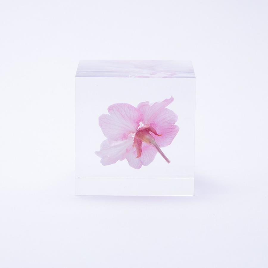 カワヅザクラ Sola cube : 銀座 蔦屋書店 - 通販 - Yahoo!ショッピング