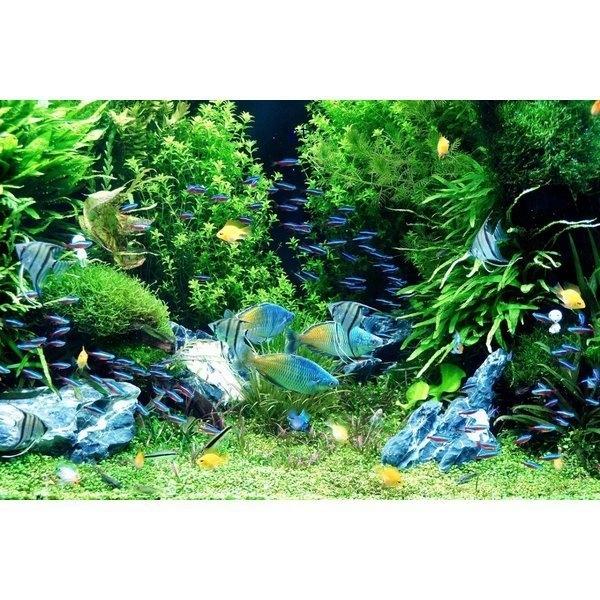 水草 人工 アクアリウム メダカ 熱帯魚 金魚 水槽 レイアウト 人工プランツ フェイク 熱帯魚 観賞魚 アクアリウム用品 飾り Gt ヨシモンショップ 通販 Yahoo ショッピング