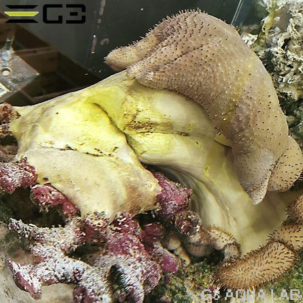 ウミキノコ メタリックグリーン  特大 入荷稀☆極美蛍光グリーンウミキノコ