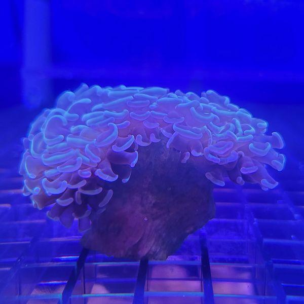 ナガレハナサンゴ クリアグリーン 1個体(NO169) : G3 AQUA LAB ナガレハナサンゴ クリアグリーン 1個体(NO169) : G3 AQUA LAB