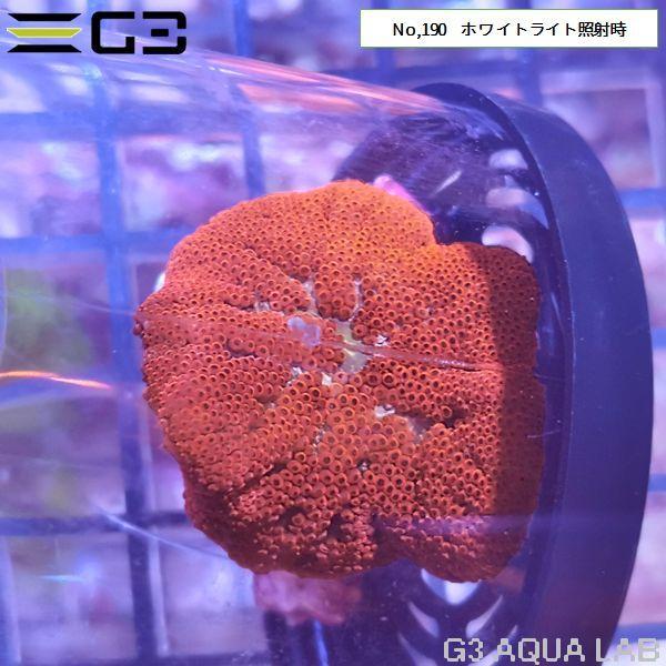 レッドミニカーペット（ハタゴイソギンチャク深海タイプ）約3cm 1個体