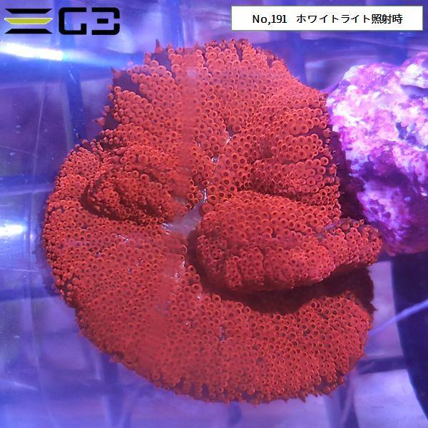 レッドミニカーペット（ハタゴイソギンチャク深海タイプ）約3cm 1個体