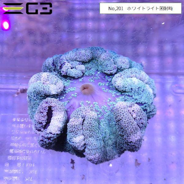 イボハタゴイソギンチャク グリーン Sサイズ（約10cm） 1個体