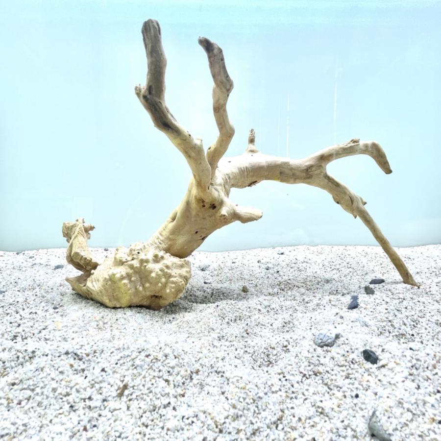 No,348 ADAブランチウッド風流木 Mサイズ 約30〜40cm :20230327-br-348:G3 AQUA LAB ヤフーショップ - 通販 - Yahoo!ショッピング