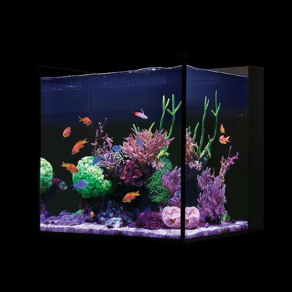 レッドシー Redsea DESKTOP Cube 水槽本体 60Hz サマーセール 
